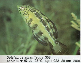 Dotalabrus aurantiacus